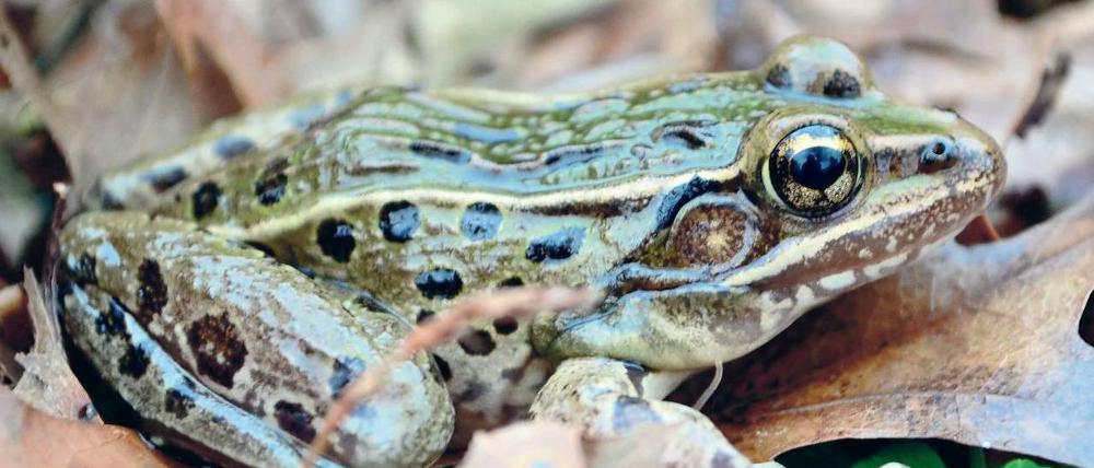 Die Großstadt aus der Froschperspektive. Forscher beweisen die Existenz einer neuen Froschart, die in New York und Umgebung lebt.