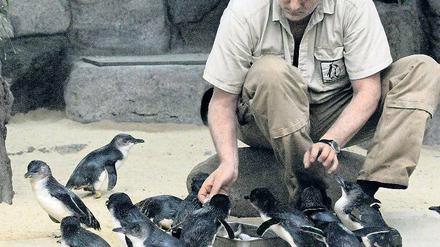 Kleine Kerle. Zwergpinguine im Wuppertaler Zoo.