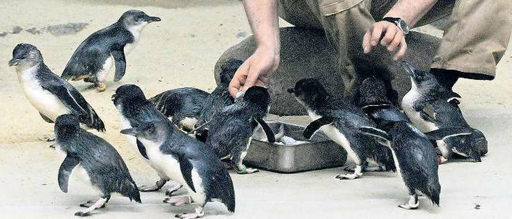 Kleine Kerle. Zwergpinguine im Wuppertaler Zoo.