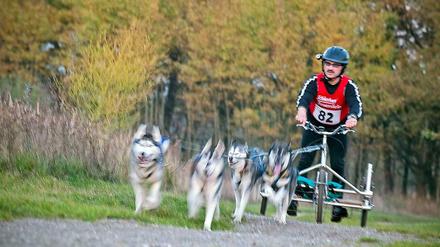 Heiße Huskies. So sah es aus beim Rennen der Schlittenhunde südlich von Berlin - bevor es wegen der Wärme unterbrochen wurde.
