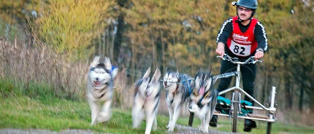 Heiße Huskies. So sah es aus beim Rennen der Schlittenhunde südlich von Berlin - bevor es wegen der Wärme unterbrochen wurde.