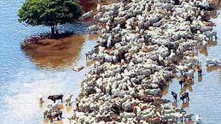 Gefürchtet. El Niño führt in Südamerika regelmäßig zu Überflutungen, wie hier im Jahr 2007 in Bolivien. Bei einer Überschwemmung hat eine Herde Rinder auf einem schmalen Landstreifen Zuflucht gesucht. 
