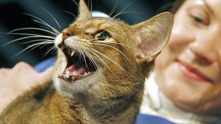Der Mensch hat die Katze zwar gezähmt, aber die Mutationen in einigen Genen haben nicht alles Wilde gelöscht. Die Katze gilt als "semidomestiziert". 