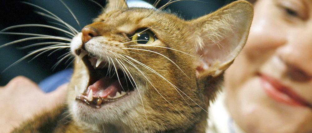 Der Mensch hat die Katze zwar gezähmt, aber die Mutationen in einigen Genen haben nicht alles Wilde gelöscht. Die Katze gilt als "semidomestiziert".