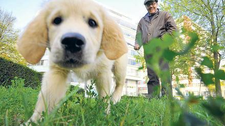 Wilmer von der Tillyschanz ist da. Ganz unschuldig mit sechs Wochen und fordernd sowie den Welpenassistenten durch Berlin ziehend . 