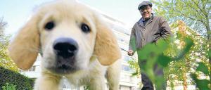 Wilmer von der Tillyschanz ist da. Ganz unschuldig mit sechs Wochen und fordernd sowie den Welpenassistenten durch Berlin ziehend . 