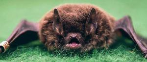 Virtuoser Sänger. Ein Abendsegler. Diese Fledermausart lebt bevorzugt in Berliner Parks und Grünanlagen. 