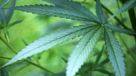 Labor-Drogen aus der Gruppe der „Cannabinoide“ sind gefährlicher als Haschisch, urteilte der Gutachter.