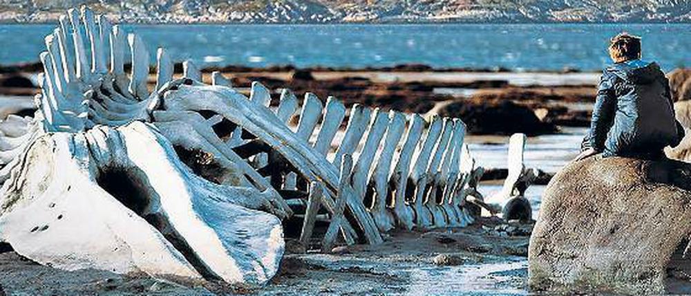Archaische Landschaft. „Leviathan“ spielt an der Barentsee. Ein starker Film, in Deutschland hat er keinen Verleih. 