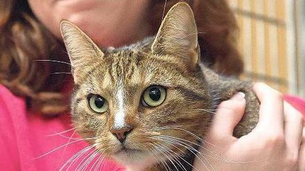 In geschmeidiger Mission. In der Tegeler Haftanstalt dürfen Sicherungsverwahrte künftig Katzen halten. Das hat auch therapeutische Hintergründe. 