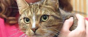 In geschmeidiger Mission. In der Tegeler Haftanstalt dürfen Sicherungsverwahrte künftig Katzen halten. Das hat auch therapeutische Hintergründe. 