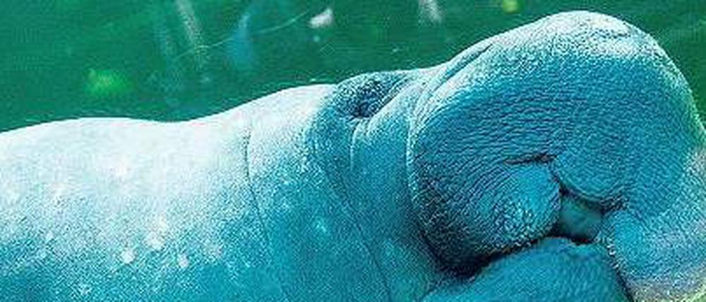 Seekuh Theresa: Traut sich die Braut?