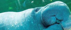 Seekuh Theresa: Traut sich die Braut?