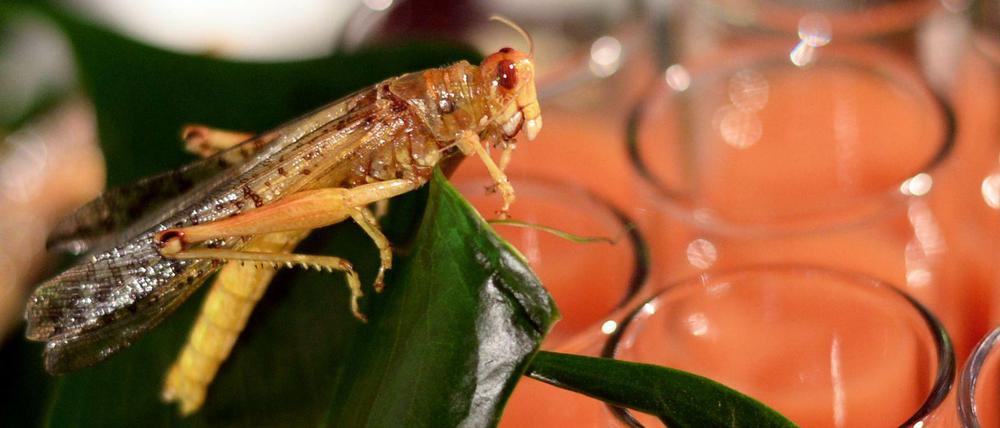 Sättigungsbeilage. In einigen Regionen der Welt gehören Insekten bereits wie selbstverständlich auf den Tisch. Hierzulande wird man sich daran noch gewöhnen müssen.