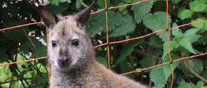 Ich bin dann mal weg. Das aus einem kleinen Derwitzer Privatzoo entflohene Känguruweibchen „Zippe“ hatte erst unlängst ein Jungtier geworfen. 