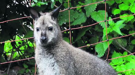 Das Känguru aus Brandenburg ist tot.