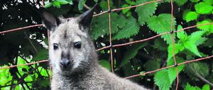 Das Känguru aus Brandenburg ist tot.