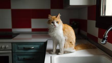 Neues Zuhause gesucht. Um sicherzustellen, dass es ihnen gut geht, werden Tiere von Vererbenden im Deutschen Tierschutzbund nur mit einem Pflegevertrag vermittelt. 