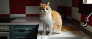 Neues Zuhause gesucht. Um sicherzustellen, dass es ihnen gut geht, werden Tiere von Vererbenden im Deutschen Tierschutzbund nur mit einem Pflegevertrag vermittelt. 