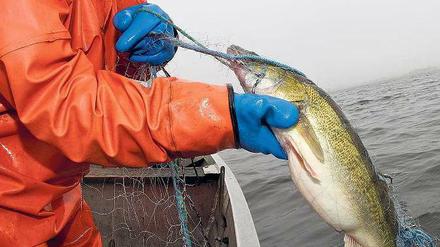 Dicker Fisch. Zander ist einer der Speisefische, die den Broterwerb der paar verbliebenen Berliner Fischer sichern. Sie verkaufen sie gut an Restaurants oder örtliche Geschäfte.