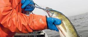 Dicker Fisch. Zander ist einer der Speisefische, die den Broterwerb der paar verbliebenen Berliner Fischer sichern. Sie verkaufen sie gut an Restaurants oder örtliche Geschäfte.