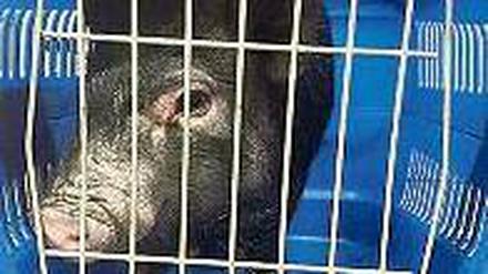 Blaupause. Das Schwein nach seiner vorläufigen Festnahme. Foto: Polizei