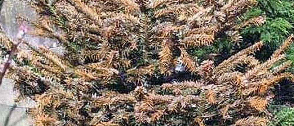 Mein Freund, der Baum, ist braun.