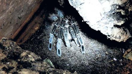 Krausi, Filmstar. Brachypelma albopilosum, auch Kraushaarvogelspinne genannt, hat im Dezember in einem studentischen Abschlussfilm mitgewirkt. 