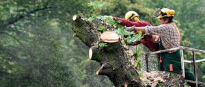 Gut 90 Bäume müssen gefällt werden. Einige sollen neu gepflanzt werden.