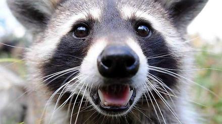In Hessen soll sich ein Waschbär als Glöckner betätigt haben.