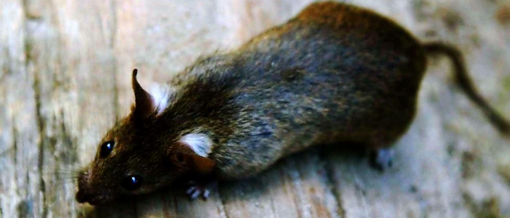 Ratten und Mäuse sind auf der Hauptinsel des britischen Überseegebiets Südgeorgien zur Plage geworden.