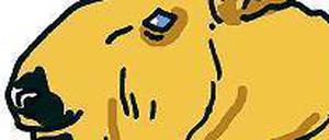 Weder Ziege noch Schaf, sondern Takin.