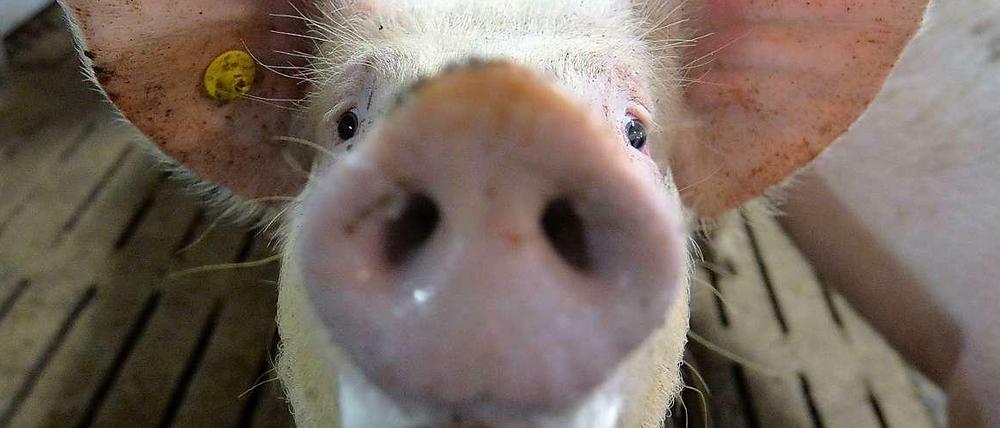 Vier Cent pro verkauftem Kilo Schweinefleisch wandern in einen Fonds.