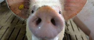 Vier Cent pro verkauftem Kilo Schweinefleisch wandern in einen Fonds.