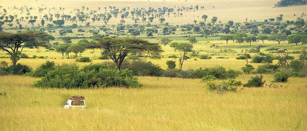 Ursprüngliche Wildnis im Norden Ugandas. Weite Savanne, Grasland in Grün- und Gelbtönen breiten sich im Kidepo Valley Nationalpark vor den Morungule-Bergen aus. 