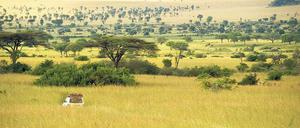 Ursprüngliche Wildnis im Norden Ugandas. Weite Savanne, Grasland in Grün- und Gelbtönen breiten sich im Kidepo Valley Nationalpark vor den Morungule-Bergen aus.