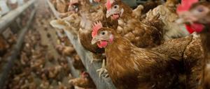 Nachdem Tierschützer Aufnahmen von Hühnern in zu kleinen Käfigen machten, ermittelt nun die Staatsanwaltschaft.