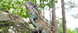 Lenins Kopf könnte wegen der Zauneidechse erst im Oktober 2015 geborgen werden.
