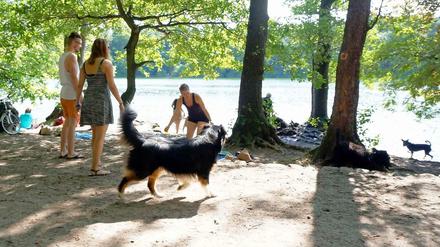 Beißt sich das? Im Schlachtensee wird gern gebadet – aber ein Teil gehört (noch) zum Hundeauslaufgebiet.
