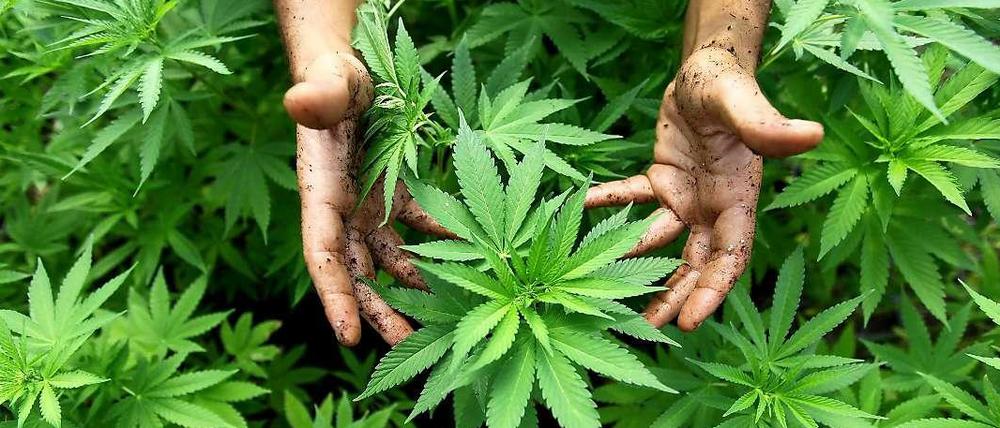 Freigiebige Hände. Während anderswo auf der Welt das Verbot von Cannabisprodukten zunehmend gelockert wird, plant Berlins Innensenator eine "Null-Toleranz-Politik".