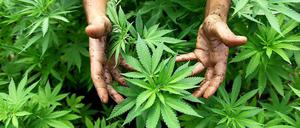 Freigiebige Hände. Während anderswo auf der Welt das Verbot von Cannabisprodukten zunehmend gelockert wird, plant Berlins Innensenator eine "Null-Toleranz-Politik". 