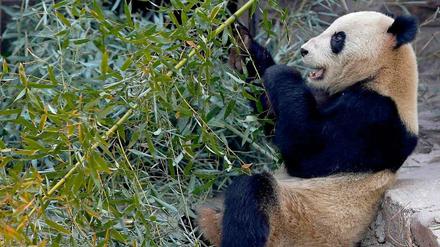 Ein Panda-Bär im Zoo von Peking.