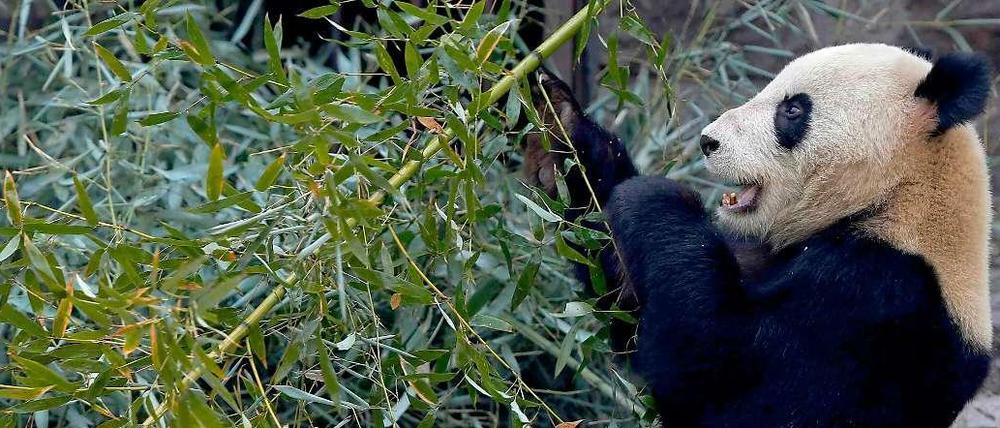 Ein Panda-Bär im Zoo von Peking.