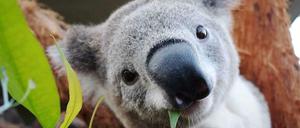 Ein Koala, hier noch ohne Handschuhe.