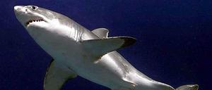 Ein weißer Hai. Hier im "Monterey Bay Aquarium" in San Francisco 2004.