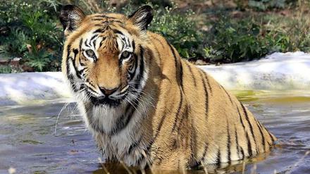 Ein Tiger in einem Teich des Nationalparks Van Vihar in Bhopal, Madhya Pradesh, Indien.