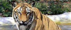 Ein Tiger in einem Teich des Nationalparks Van Vihar in Bhopal, Madhya Pradesh, Indien.