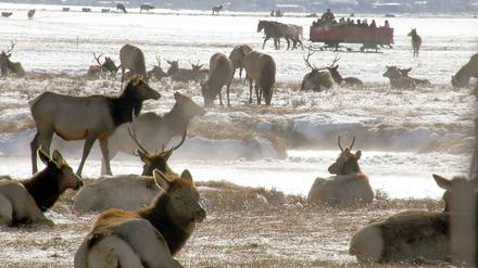 Der Yellowstone-Nationalpark ist auch Heimat von rund 6500 Wapiti-Hirschen.