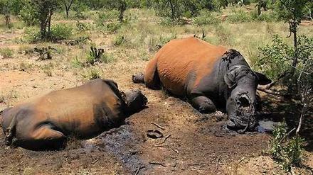 Von Wilderern getötete Nashörner im Distrikt Waterberg, 350 Kilometer nordwestlich von Johannesburg, Südarfika. 
