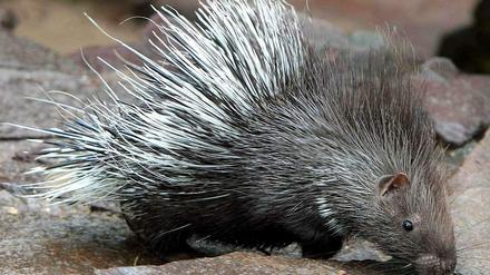 Ein junges Stachelschwein im Zoologischen Garten in Magdeburg. Hierzulande kann es wenig Erwartungen haben, einen wild lebenden Gefährten am Gehege zu treffen. 